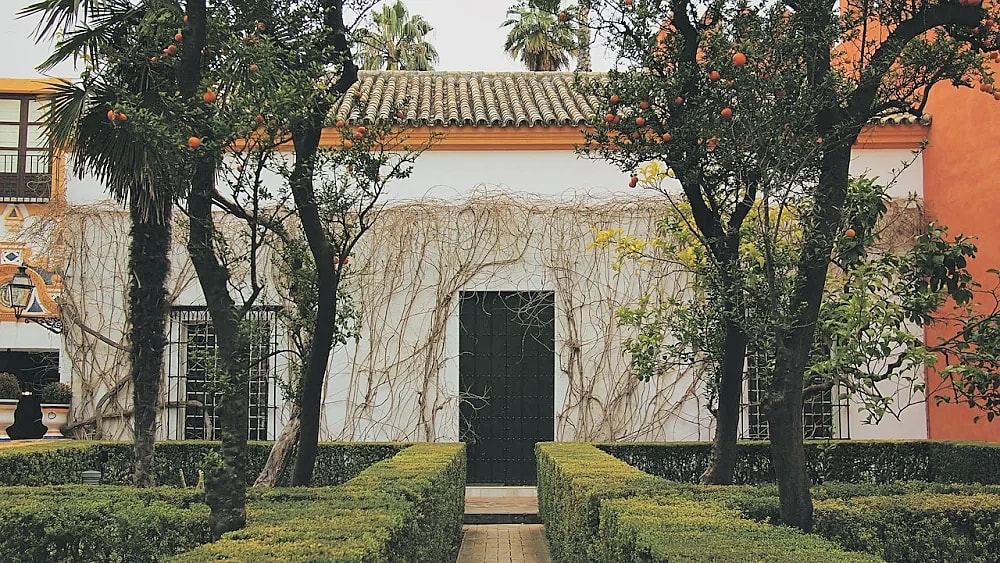 seville oranges in square 1